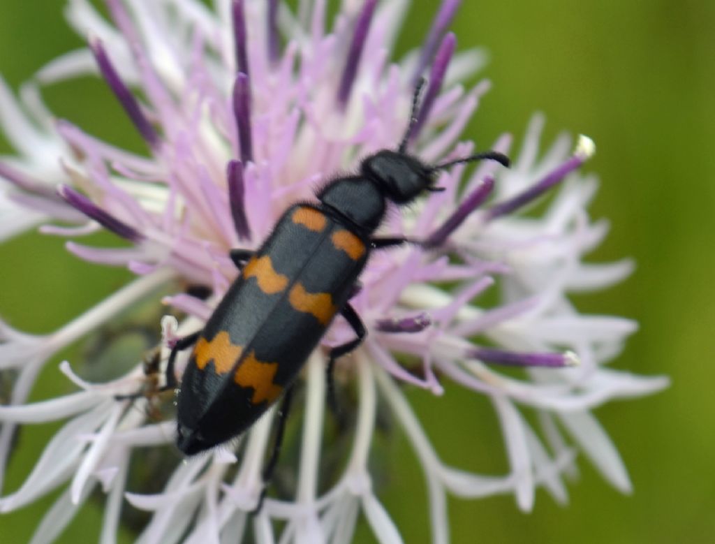 Coleottero id. : Hycleus polymorphus (cf.)